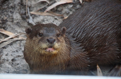 [This otter was recently in the water and its damp fur is slicked back. It is all brown with its face toward the camera. It has small rounded ears, long light-tan whiskers, and a dark brown nose.]
